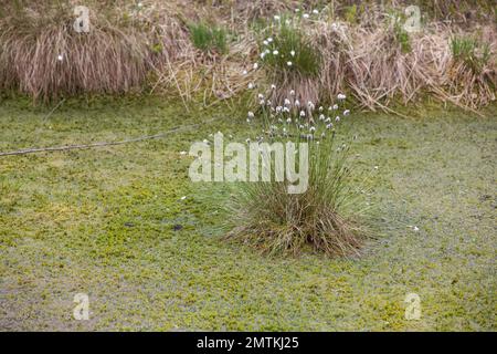 La torbiera rialzata Mecklenbruch, Silberborn, distretto di Holzminden, Solling, bassa Sassonia, Germania Foto Stock