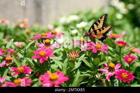Un primo piano di una farfalla swallowtail della tigre orientale su splendidi fiori rosa di Zinnia in un giardino Foto Stock