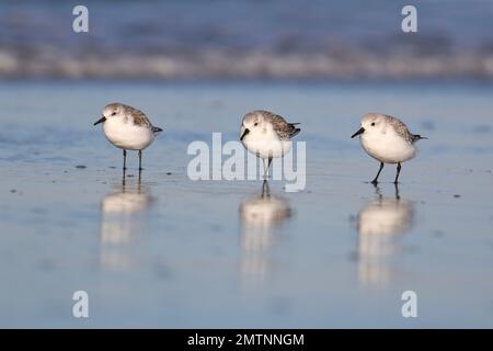 Sanderling Calidris erba nutrirsi sulla riva in inverno Foto Stock