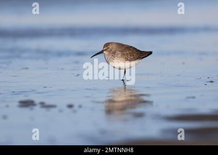 Sanderling Calidris erba nutrirsi sulla riva in inverno Foto Stock