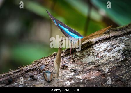 Un primo piano di Prepona demophon appollaiato su legno Foto Stock