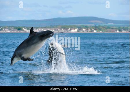 Delfino dal naso a bottiglia (Tursiops truncatus) due animali che interagiscono con una dimostrazione di comportamento violente al largo di Chanonry Point, Inverness-shire, Scozia Foto Stock