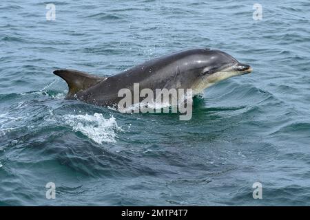 Delfini dal naso a bottiglia (Tursiops truncatus) per adulti in giro a prua vicino al battello turistico sulle acque costiere vicino alla costa nord del Northumberland, Inghilterra, maggio Foto Stock