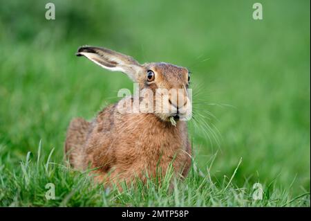 Brown Hare (Lepus europaeus) adulto in campo d'erba, Berwickshire, Scottish Borders, Scozia, maggio 2010 Foto Stock