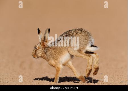 Brown Hare (Lepus europaeus) adulto che corre su campo arabile la mattina presto, Berwickshire, Scottish Borders, Scozia, aprile 2011 Foto Stock