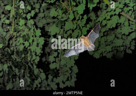 Common / Bandit Pipistrelle Bat (Pipistrellus pippistrellus) caccia al crepuscolo, Berwickshire, Scozia, giugno 2008 Foto Stock