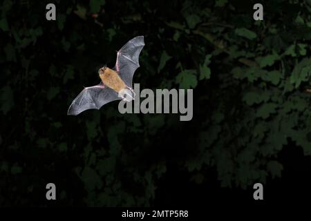 Common / Bandit pipistrelle bat (Pipistrellus pipistrellus), caccia al crepuscolo, Berwickshire, Scozia, agosto 2010 Foto Stock