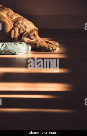 Un anziano volpe rosso Labrador Retriever cane addormentato a casa su un comodo letto con alberi di luce solare da una finestra in un sogno, cielo e la morte di animali domestici Foto Stock