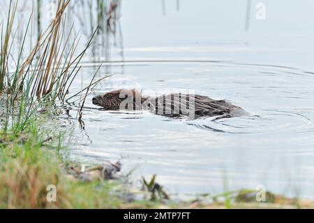 European Beaver kit (Castor Fiber) nuoto in lago presso il centro di studi sul campo Aigas progetto dimostrativo di reintroduzione, Inverness-shire, Scozia, Foto Stock