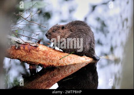 Beaver europeo (fibra di Castor) su tronco di betulla argentata abbattuto, Aigas Field Centre progetto di reintroduzione dimostrativo del Beaver europeo, Inverness-shire, Foto Stock