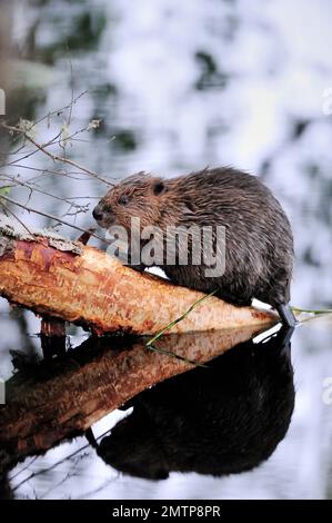 Beaver europeo (fibra di Castor) su tronco di betulla argentata abbattuto, Aigas Field Centre progetto di reintroduzione dimostrativo del Beaver europeo, Inverness-shire, Foto Stock