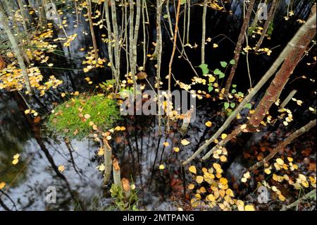 Il bosco allagato dalla diga europea del castoro (fibra di Castor) che mostra le seghe di rowan abbattute, da Loch Coille Bharr, Knapdale, Argyll, Scozia, settembre 2009 Foto Stock