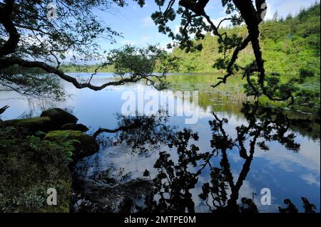 Habitat di acqua dolce in cui i castori europei (fibra di Castor) sono stati reintrodotti Loch Linne, Knapdale, Argyll, Scozia, luglio 2009 Foto Stock