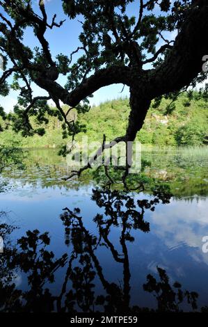Habitat di acqua dolce in cui i castori europei (fibra di Castor) sono stati reintrodotti Loch Linne, Knapdale, Argyll, Scozia, luglio 2009 Foto Stock