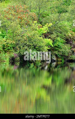 Loch Coille-Bharr, parte del sito di introduzione europea Beaver (fibra di Castor), Knapdale, Argyll, Scozia, agosto 2009 Foto Stock
