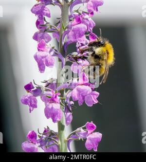 Bee raccogliendo il polline Foto Stock