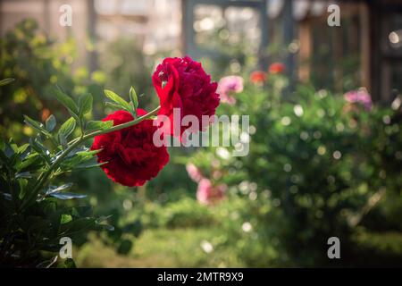 belle peonie rosse in giardino d'estate Foto Stock