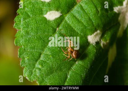 Foto macro di un ragno di granchio appeso ad una pianta, Xysticus Croceus. Foto Stock