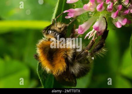 Esemplare isolato di bumblebee su fiore Trifolium pratense, il trifoglio rosso, su fondo naturale. Foto Stock