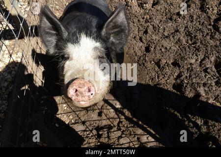 Un giovane maiale bianco e nero che guarda in alto accanto ad una recinzione. Foto Stock