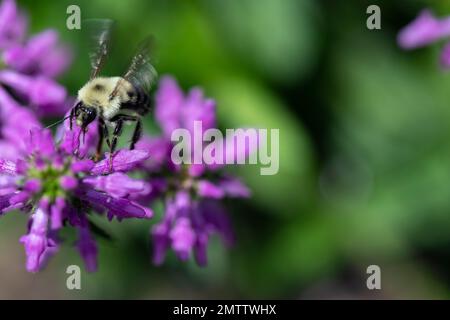 Bumble Bee su Nepeta foraging per il cibo, e polinating fiori Foto Stock