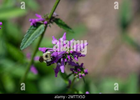 Bumble Bee su Nepeta foraging per il cibo, e polinating fiori Foto Stock