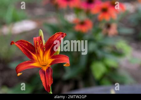 Arancione giorno, Hemerocallis fulva, in stile inglese cottage giardino grande, alto Foto Stock