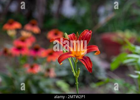 Arancione giorno, Hemerocallis fulva, in stile inglese cottage giardino grande, alto Foto Stock