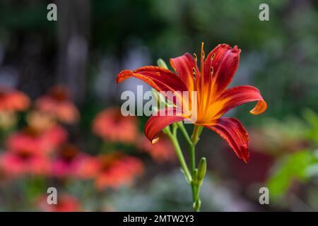 Arancione giorno, Hemerocallis fulva, in stile inglese cottage giardino grande, alto Foto Stock