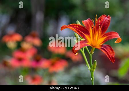 Arancione giorno, Hemerocallis fulva, in stile inglese cottage giardino grande, alto Foto Stock