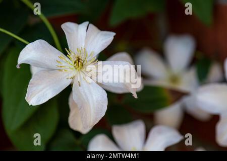 Parete di mattoni clematis clowering bianco Foto Stock