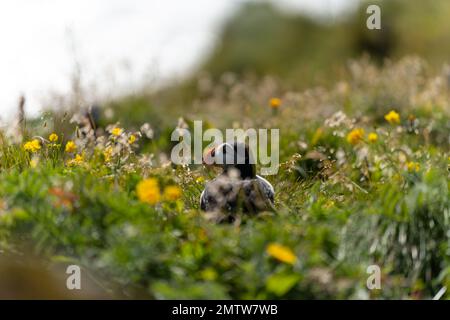 Puffin Atlantico sulla costa meridionale dell'Islanda Foto Stock