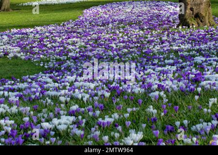 In primavera, lo stray di Harrogate, Regno Unito, è pieno di bellissimi crochi viola e bianchi, che portano sempre i turisti in città. Foto Stock