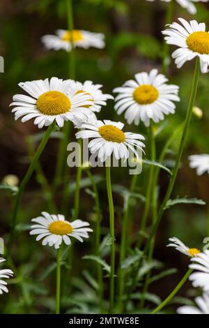 Leucanthemum vulgare, comune, margherita degli occhi bui, piano nativo europeo invasivo Foto Stock