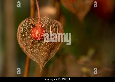 Primo piano di un fiore di lampione (Physalis alkekengi) che cresce su un ramo in autunno Foto Stock