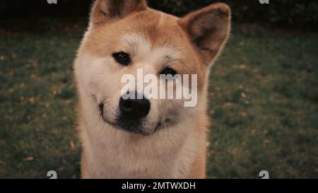 Hachi: Storia di un cane anno : 2009 USA regista : Lasse Hallström Foto Stock