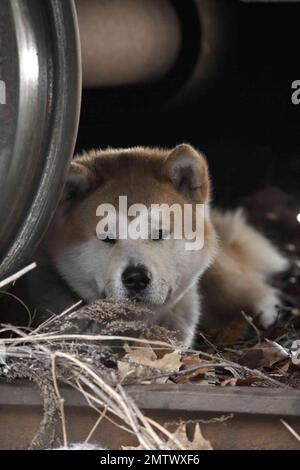 Hachi: Storia di un cane anno : 2009 USA regista : Lasse Hallström Foto Stock