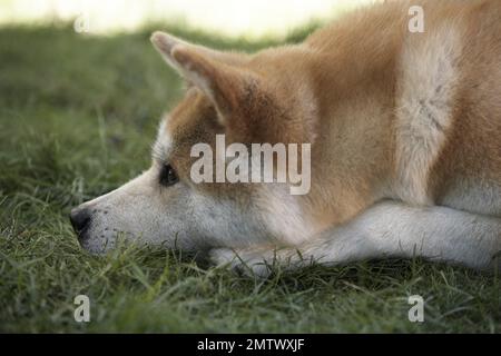 Hachi: Storia di un cane anno : 2009 USA regista : Lasse Hallström Foto Stock