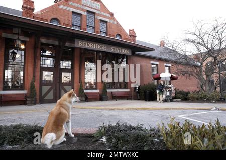 Hachi: Storia di un cane anno : 2009 USA regista : Lasse Hallström Foto Stock