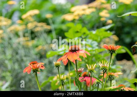 Casa in stile Cotage con giardino inglese cottage design, Brownsburg, Quebec, Canada Foto Stock