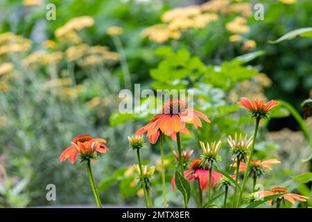 Casa in stile Cotage con giardino inglese cottage design, Brownsburg, Quebec, Canada Foto Stock