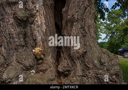 Vecchio albero di tiglio potente con tronco spaccato e corteccia di gnarled. Foto Stock