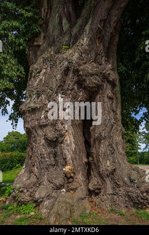 Vecchio albero di tiglio potente con tronco spaccato e corteccia di gnarled. Foto Stock