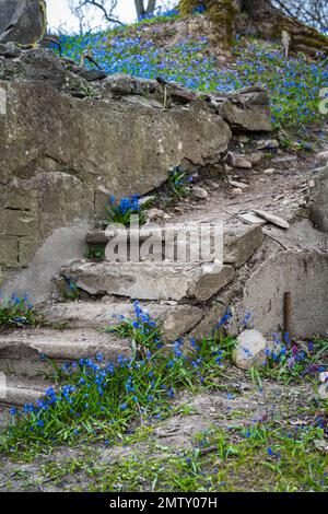 Scalinata in pietra al cimitero Bernardino di Vilnius tra le fiorite squills in legno Scilla Siberica Foto Stock