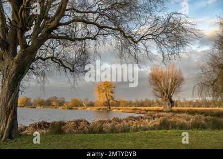 Il primo sole di febbraio al Bushy Park Surrey Inghilterra Foto Stock