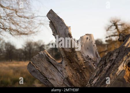 Robusto ceppo di albero morto creato dalla natura Foto Stock