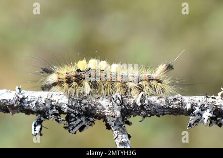 Orgia antiqua calza arrugginita brucia su un bastone Foto Stock