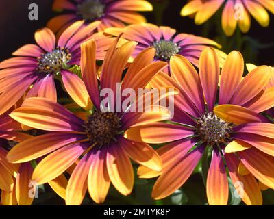 primo piano sul fiore di marguerite spagnola arancione e rosa Foto Stock