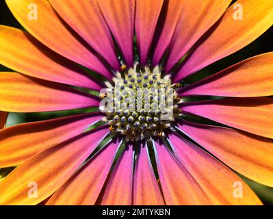 primo piano sul fiore di marguerite spagnola arancione e rosa Foto Stock