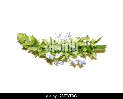 Fiori blu da una pianta di coleo isolato su sfondo bianco Foto Stock